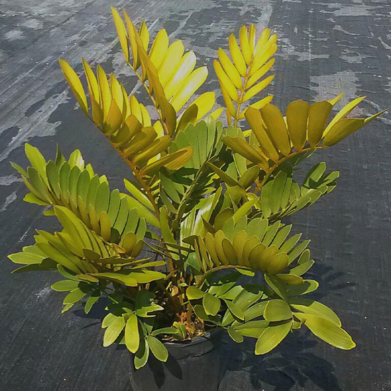 IMG of potted Cardboard Palm