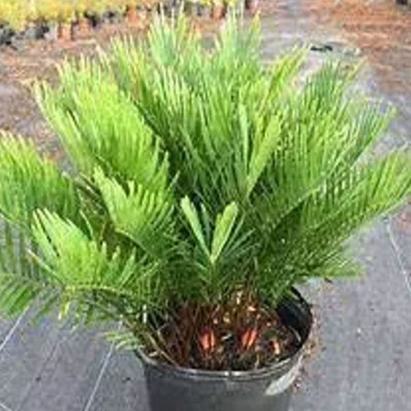 IMG of Coontie palm