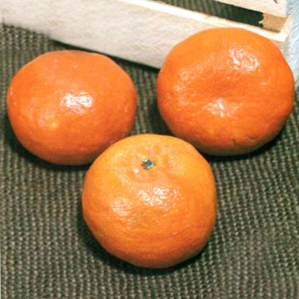 IMG of Dancy Tangerine