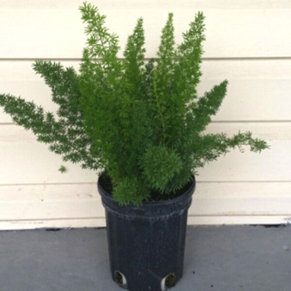 IMG of potted Fern Foxtail