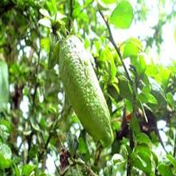 IMG of Giant Finger Lime