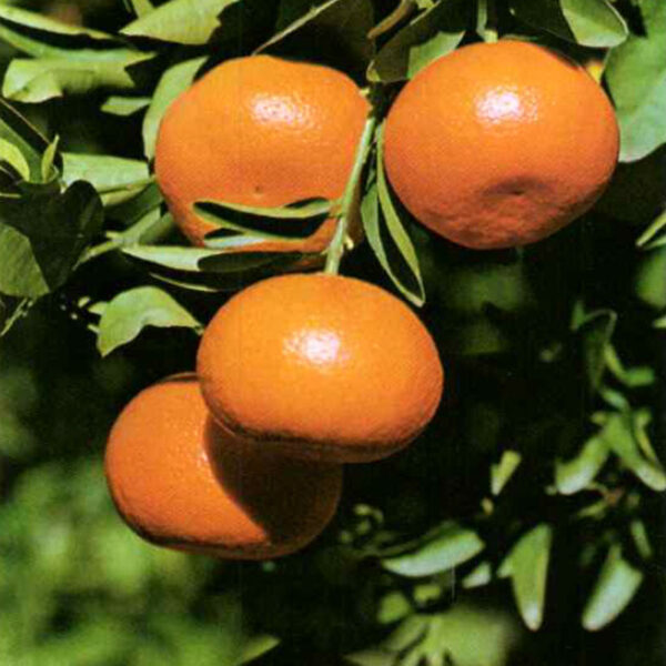 IMG of Honey Murcott Tangerine