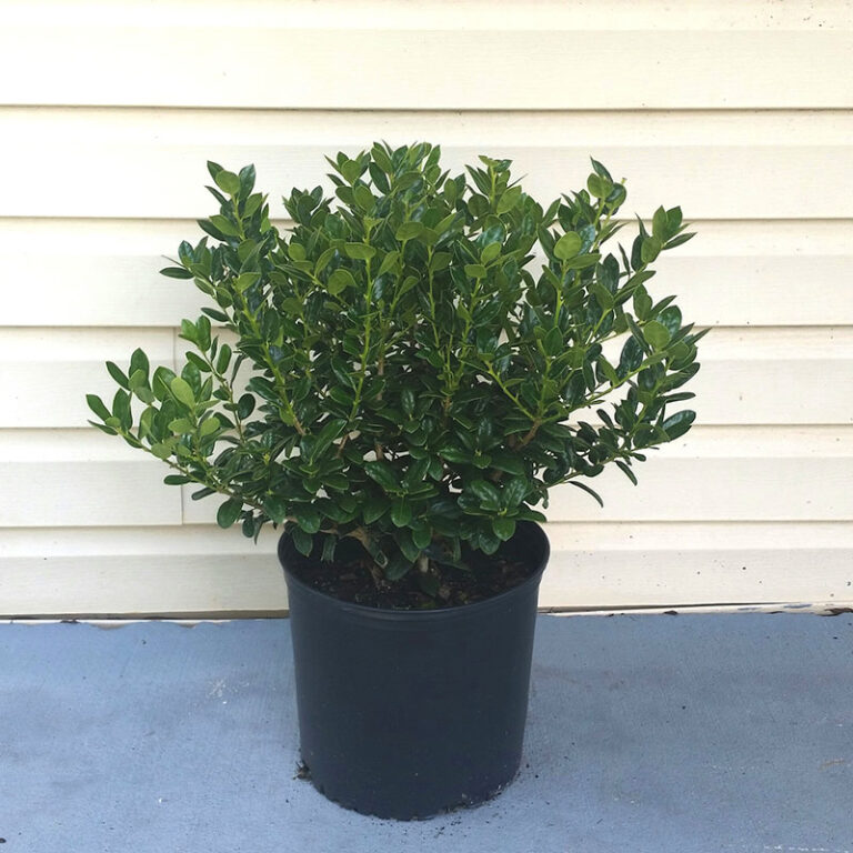 IMG of Ilex Burfordi Dwarf