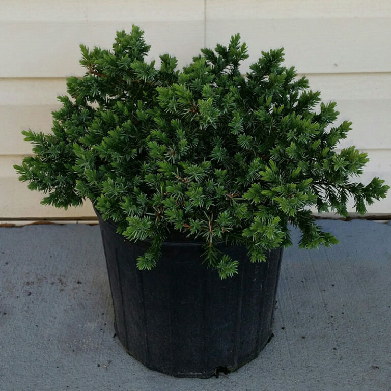 IMG of potted Juniper Blue Pacific