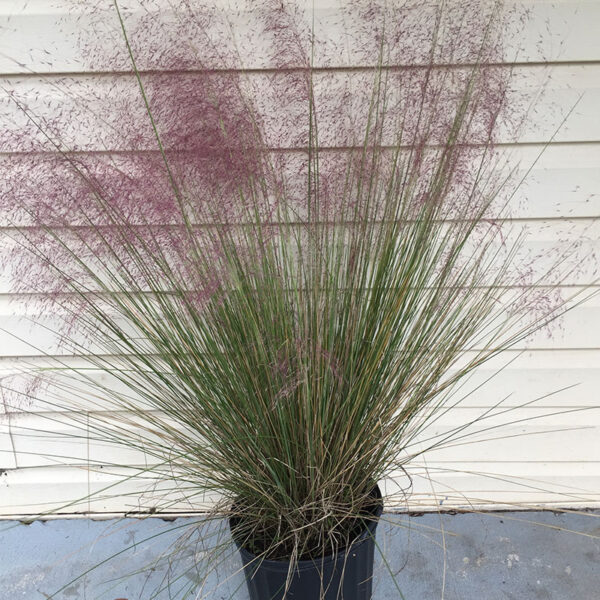 IMG of potted Muhlenbergia Pink