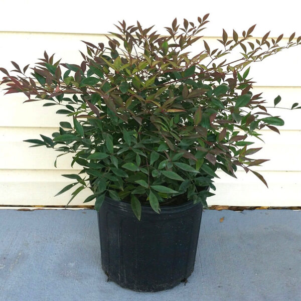 IMG of potted Nandina Heavenly