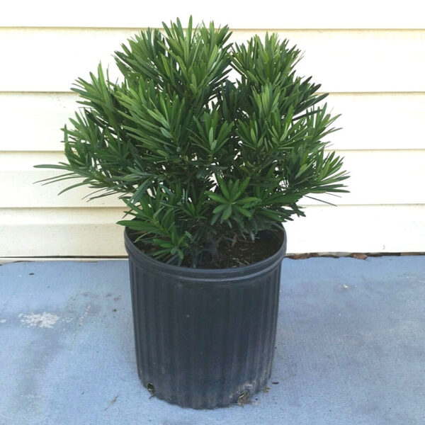 IMG of potted Podocarpus Pringles