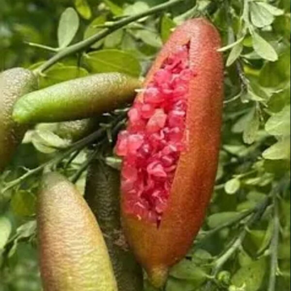 IMG of Red Finger Lime