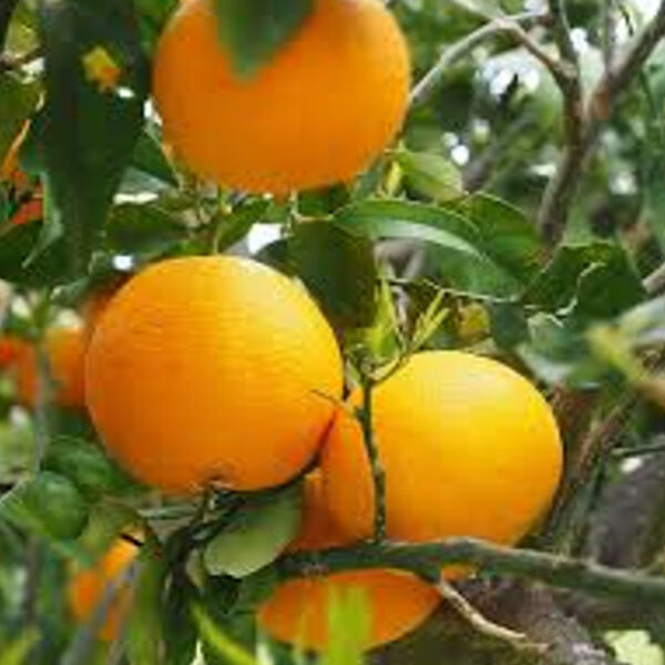 IMG of Vernia Orange