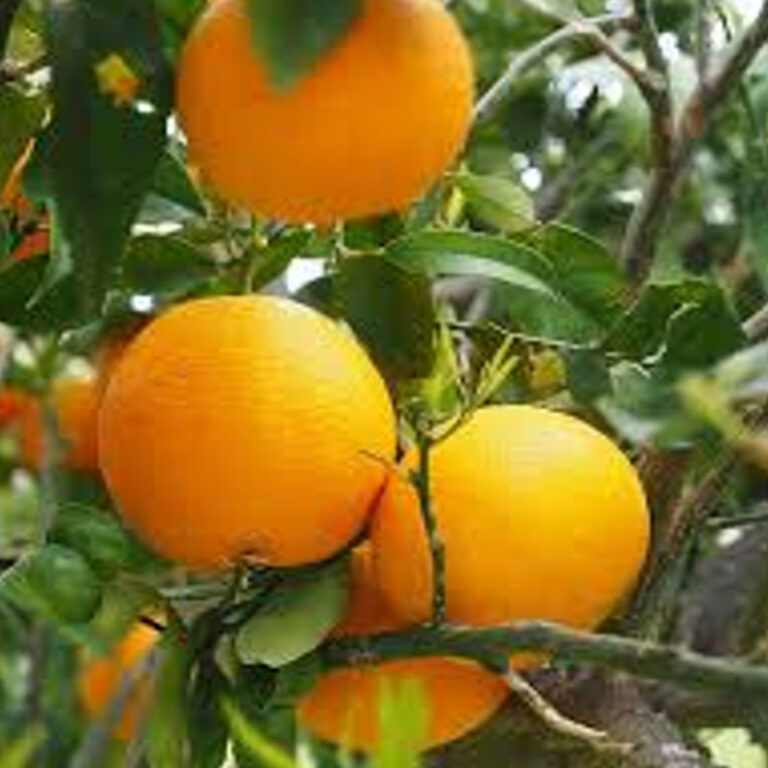 IMG of Vernia Orange